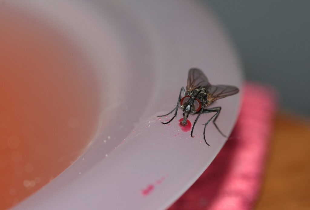 Comment créer un anti-mouche efficace ? - Blog Linnea, linge de