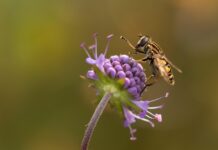 anti-mouche naturel pour se débarrasser des mouches