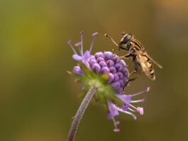 Vinaigre de cidre : votre allié contre les mouches anti-mouche naturel pour se débarrasser des mouches