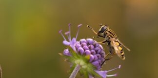 anti-mouche naturel pour se débarrasser des mouches