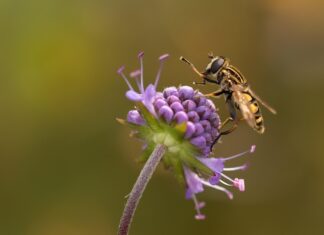 anti-mouche naturel pour se débarrasser des mouches