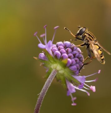 anti-mouche naturel pour se débarrasser des mouches