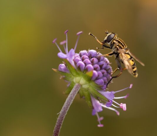 anti-mouche naturel pour se débarrasser des mouches