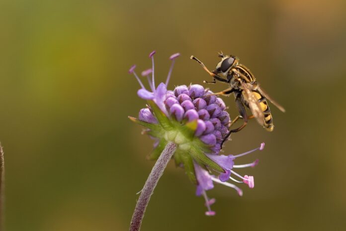 anti-mouche naturel pour se débarrasser des mouches