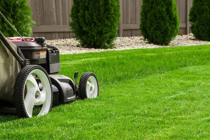 Tonte pelouse conseils pratique