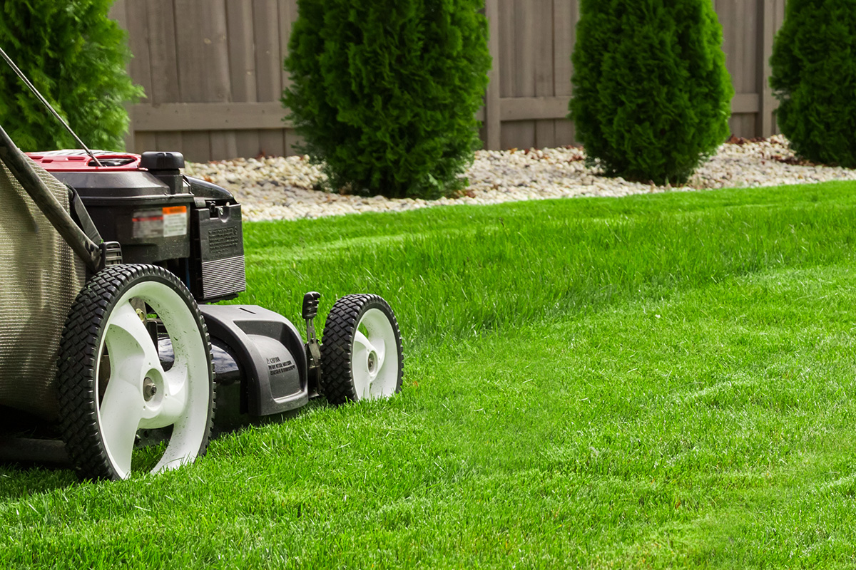 Tondre sa pelouse : nos conseils pour préparer l'arrivée du printemps -  Consofutur