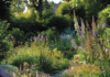 jardin naturel et sauvage