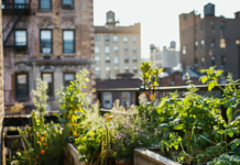 urban gardening